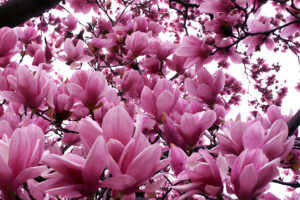 Magnolia blazing beauty