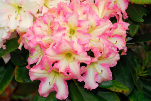 Melrose Flash Rhododendron