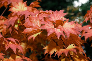 Mikasayama Maple