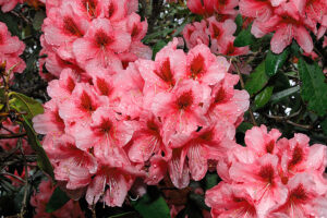 Mrs. G. W. Leak Rhododendron