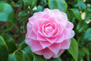 Mrs Tingley Camellia