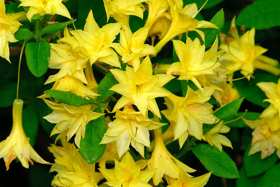 Narcissiflora Evergreen