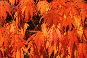 Omureyama Maple Fall