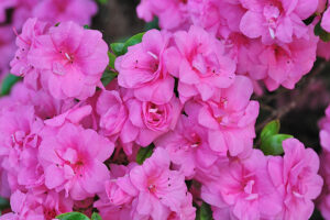 Pink Rosebud Azalea