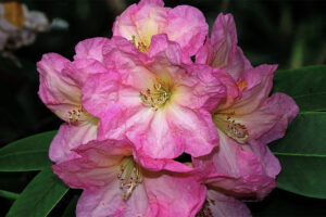 Pleasant Dream Hybrid Rhododendron