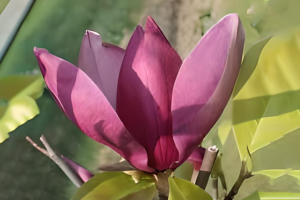 Purple Prince Magnolia