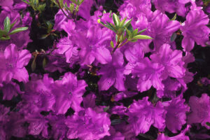 Purple Spendour Azalea