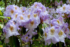 R Augustinii SSP Chasmanthum Rhody