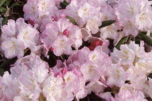 R Yakushimanum Ken Jakeck Rhododendron