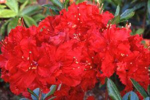 Red Sunset Azalea