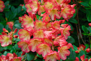 Ring of Fire Rhododendron