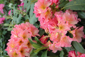 Rio Salsa Rhododendron