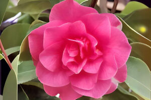 Spellbound Camellia