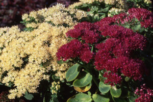 Stardust and Autumn Joy Sedums