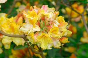 Washington State Centennial Azalea