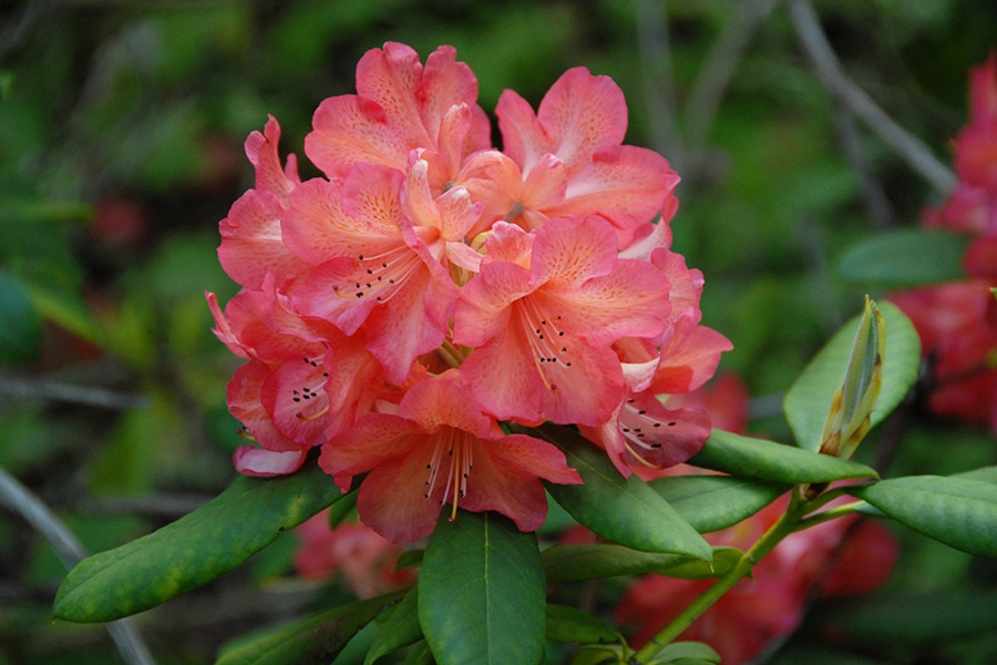 Whitney Orange Rhododendron