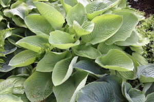 World Cup Hosta