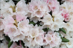 Yaku White Velvet rhododendron