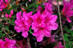 Allure Azalea