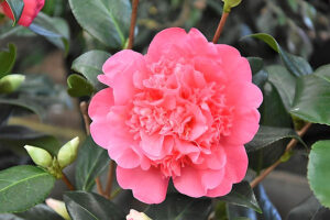 Anticipation Camellia