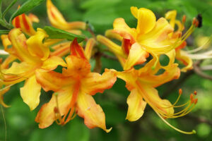 Austrinum Azalea