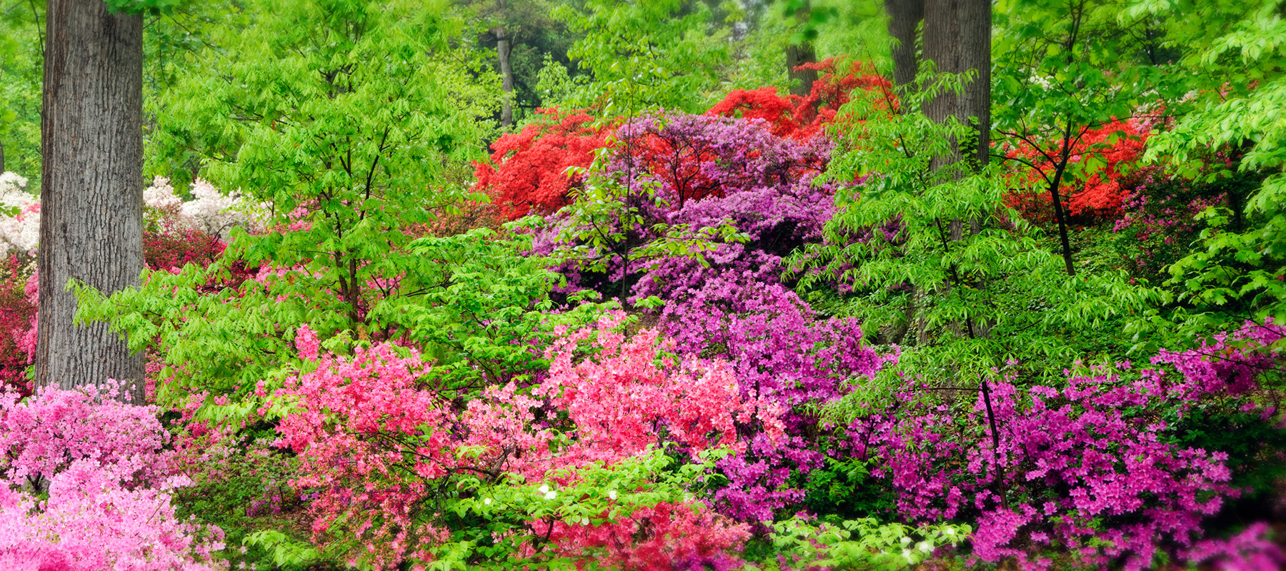 Hillside of azaleas and rhodies