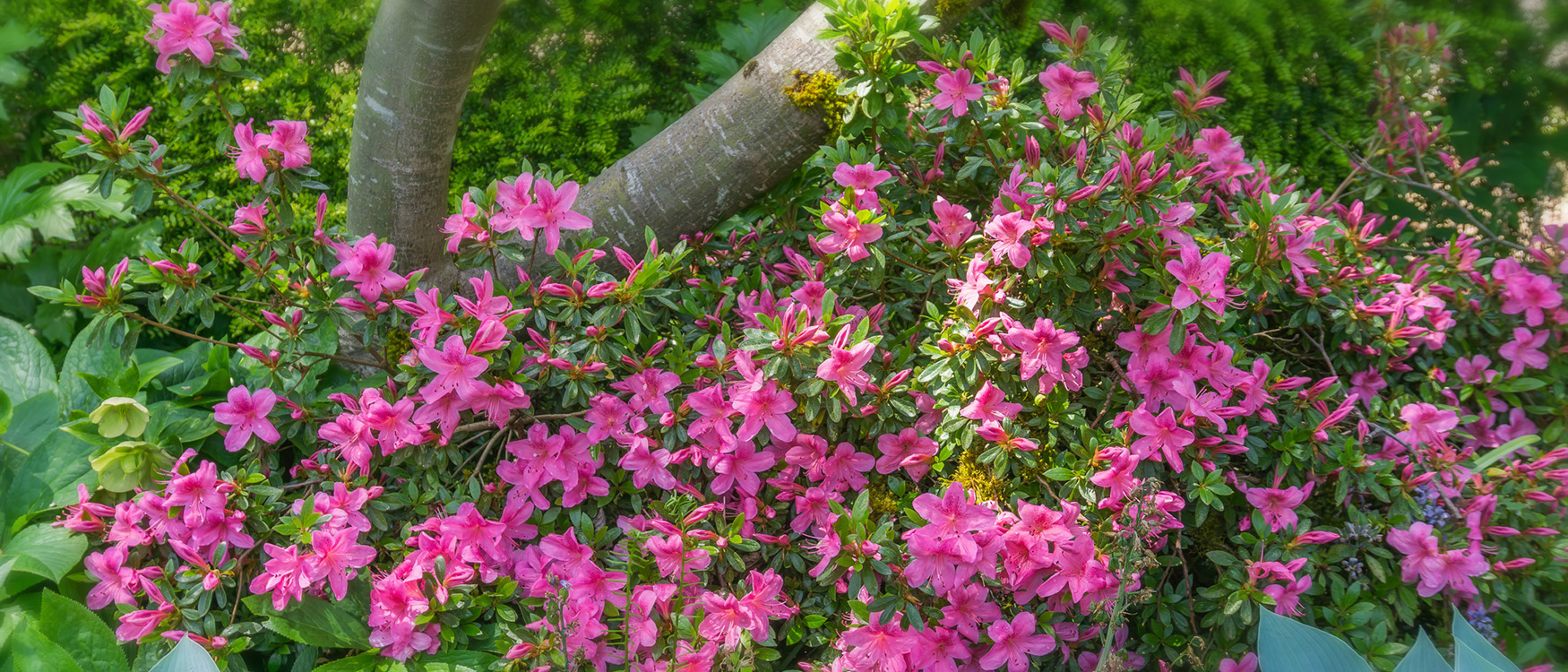 Azaleas