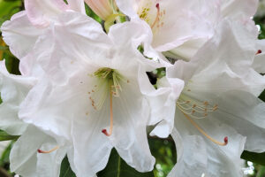 Blanch Mange Rhododendron