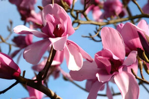 Blood Moon Magnolia