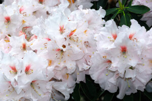 Bonito Rhododendron