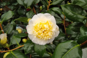 Brushfields Yellow Camellia