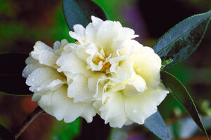 Buttermint Camellia