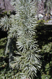 c. Atlantica Glauca Blue Atlas Cedar