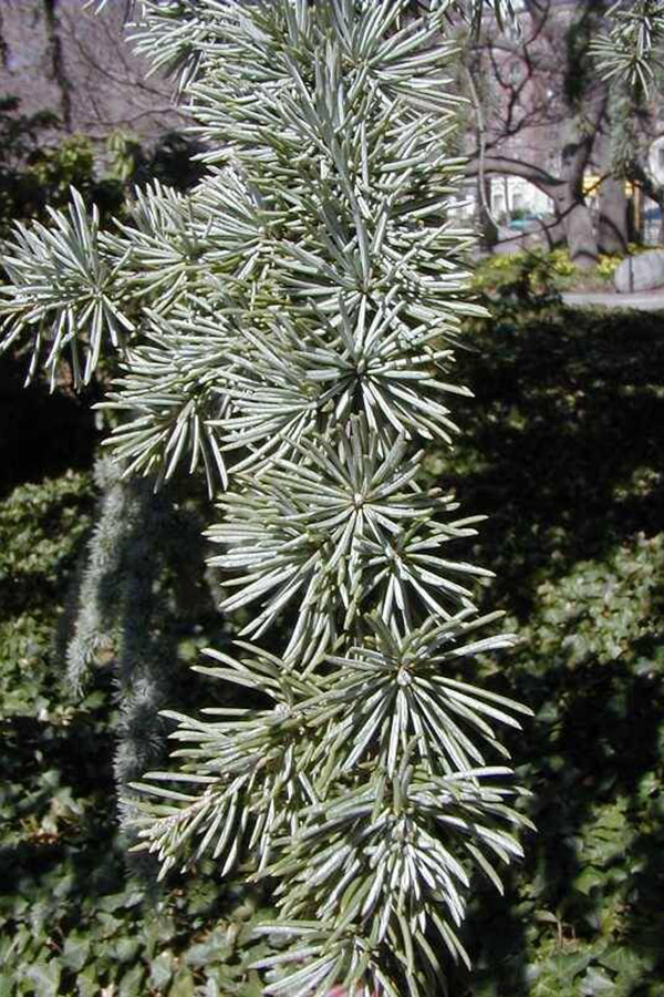 c. Atlantica Glauca Blue Atlas Cedar