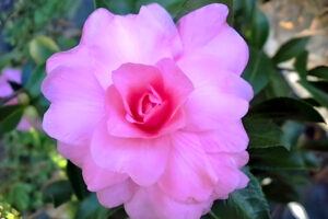 Chasonette Camellia