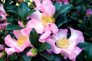 Cleopatra Camellia