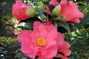 Coral Delight Camellia