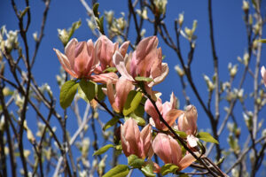 coral reef magnolia