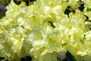 Crest Rhododendron