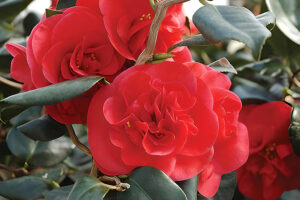 Curly Lady Camellia