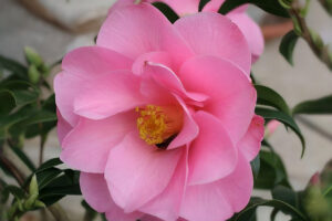 Daintiness Camellia