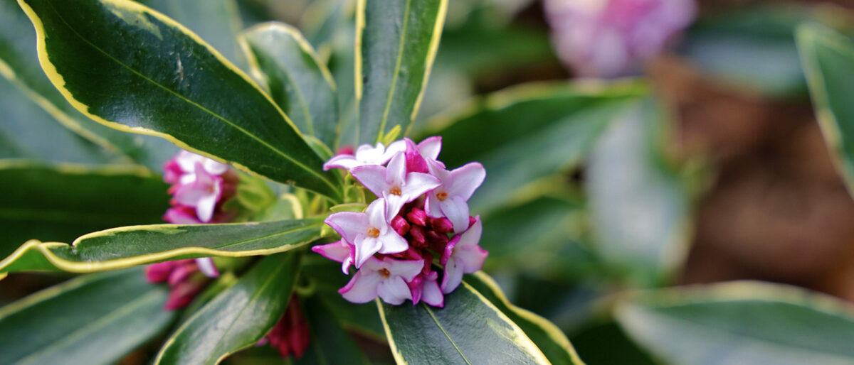 Daphne plant varieties from Whitney Gardens and Nursery