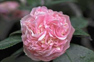 Debutante Camellia