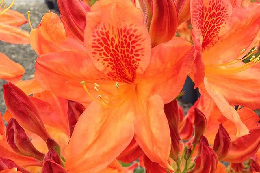 Dragon Fire Azalea