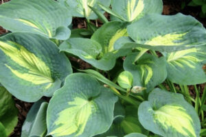 Dream Queen Hosta