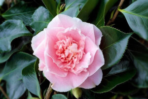 Elegans Splendor Camellia