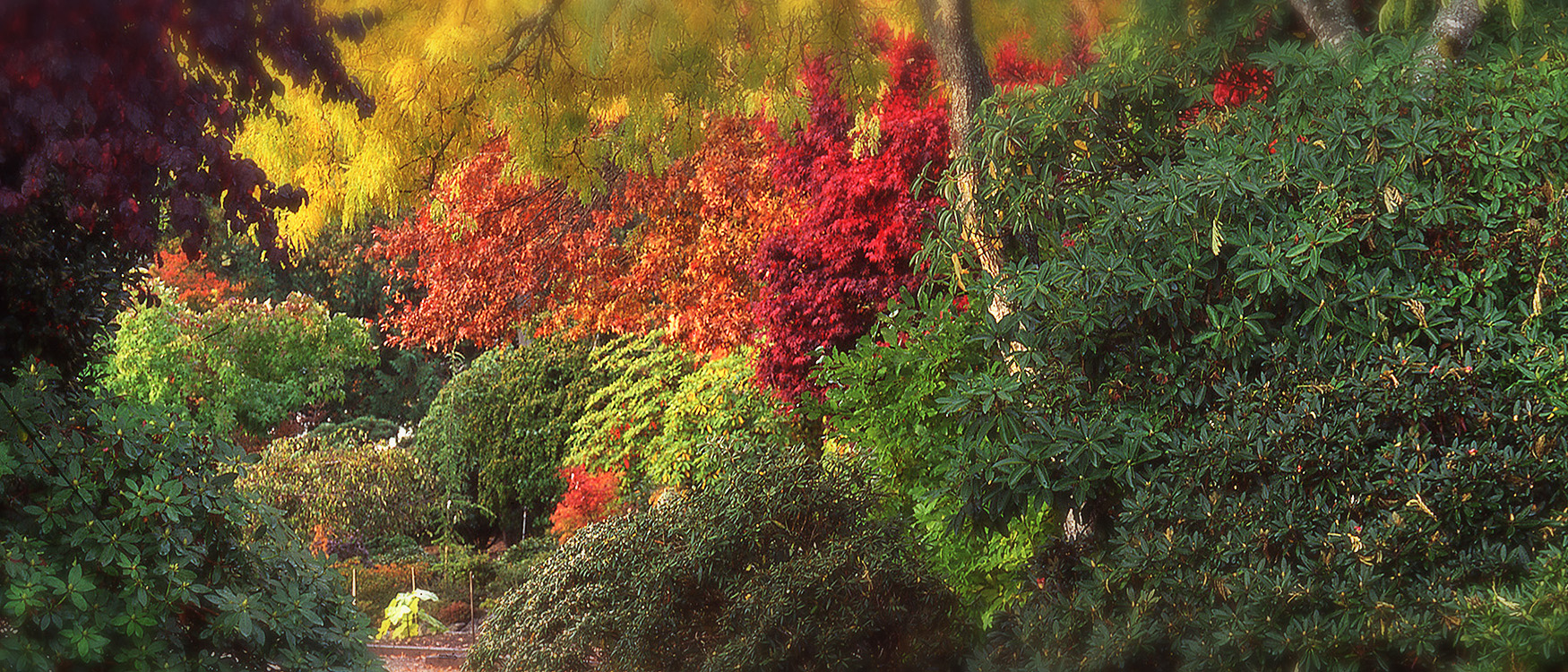 Fall Colors at Whitney Gardens