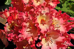 Firerim Rhododendron