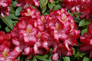 Junifeuer Rhododendron