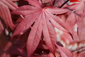 Hefner's Red Maple